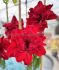 HIPPEASTRUM AMARYLLIS UNIQUE DOUBLE FLOWERING SCARLET BELLE 3436 CM. 12 P.WOODEN CRATE