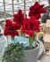 HIPPEASTRUM AMARYLLIS UNIQUE DOUBLE FLOWERING SCARLET BELLE 3436 CM. 12 P.WOODEN CRATE