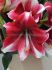 HIPPEASTRUM AMARYLLIS UNIQUE LARGE FLOWERING AMERICAN DREAM 3436 CM. 12 P.WOODEN CRATE