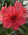 HIPPEASTRUM AMARYLLIS UNIQUE LARGE FLOWERING PINK SURPRISE 3436 CM. 6 P.OPEN TOP BOX