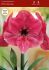 HIPPEASTRUM AMARYLLIS UNIQUE LARGE FLOWERING PINK SURPRISE 3436 CM. 6 P.OPEN TOP BOX