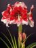 HIPPEASTRUM AMARYLLIS UNIQUE LARGE FLOWERING AMERICAN DREAM 3436 CM. 12 P.WOODEN CRATE