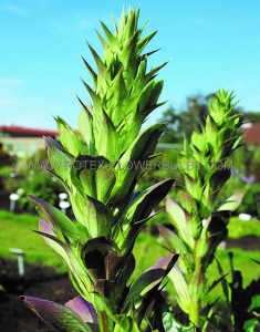 ACANTHUS (BEAR‘S BREECHES) MOLLIS I (25 P.BAG)