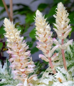 ACANTHUS (BEARS BREECHES) MOLLIS ‘WHITE WATER‘ I (25 P.BAG)