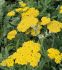 ACHILLEA YARROW HYBRID MOONSHINE I 25 P.BAG