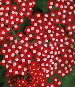 ACHILLEA (YARROW) MILLEFOLIUM ‘LAURA‘ I (25 P.BAG)