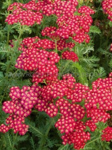 ACHILLEA (YARROW) MILLEFOLIUM ‘RED VELVET‘ I (25 P.BAG)