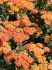 ACHILLEA YARROW MILLEFOLIUM TERRACOTTA I 25 P.BAG