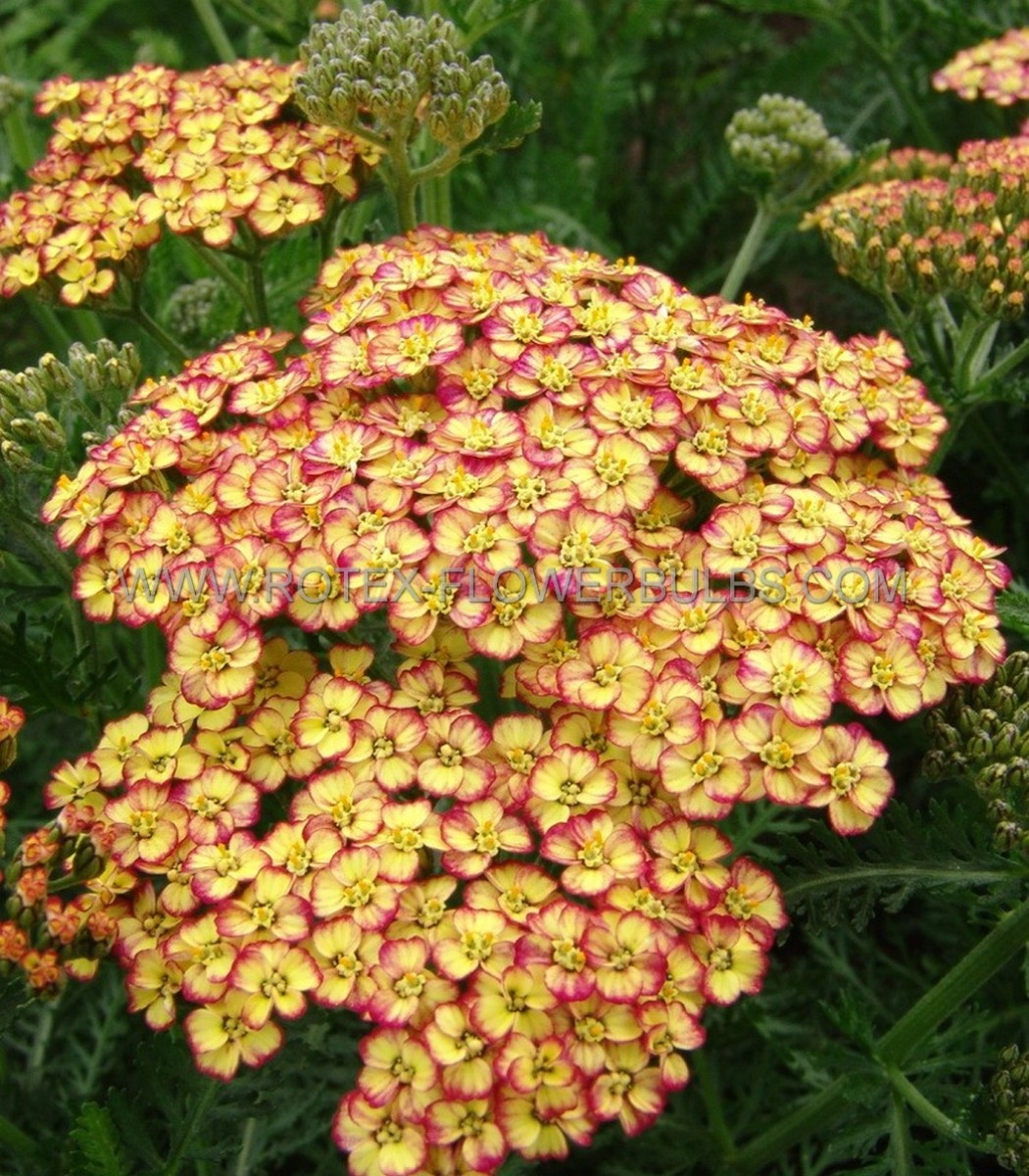 ACHILLEA (YARROW) MILLEFOLIUM ‘TRICOLOR‘ I (25 P.BAG)