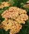 ACHILLEA YARROW MILLEFOLIUM TRICOLOR I 25 P.BAG