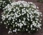 ACHILLEA YARROW PTARMICA DIADEM I 25 P.BAG