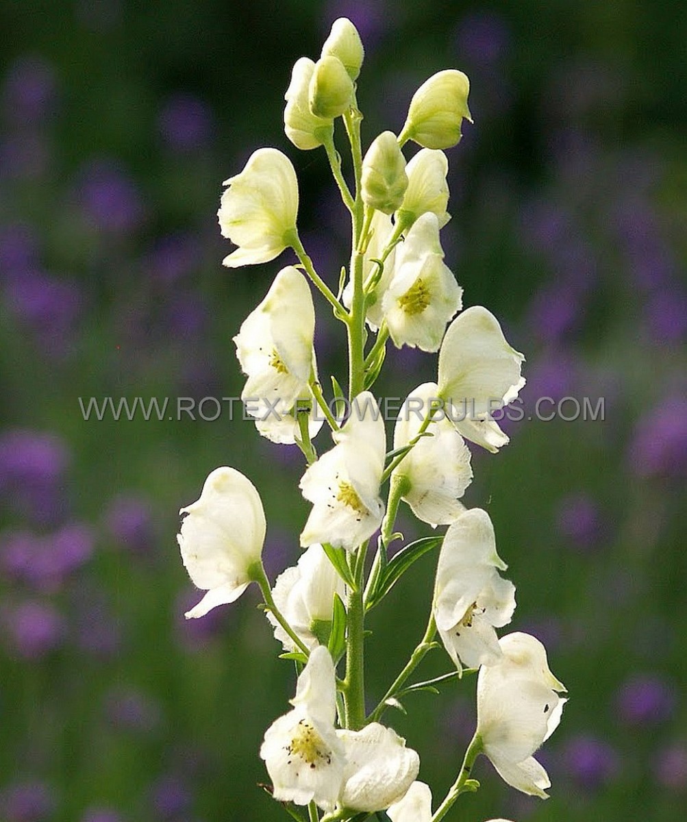 ACONITUM (AZURE MONKSHOOD) NAPELLUS ‘ALBUM‘ I (25 P.BAG)