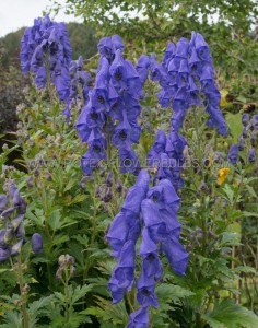 ACONITUM (MONKSHOOD) CARMICHAELII ‘ARENDSII‘ I (25 P.BAG)