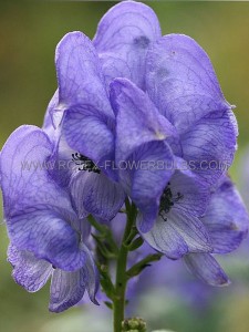 ACONITUM (MONKSHOOD) FISCHERI I (25 P.BAG)