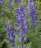 ACONITUM MONKSHOOD NAPELLUS I 25 P.BAG