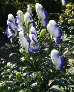 ACONITUM (MONKSHOOD) XCAMMARUM ‘BICOLOR‘ I (25 P.BAG)