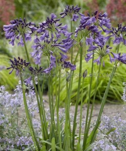 AGAPANTHUS (AFRICAN LILY) AFRICANUS ‘POPPIN PURPLE‘ (25 P.BAG)