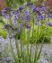 AGAPANTHUS AFRICAN LILY AFRICANUS POPPIN PURPLE 25 P.BAG