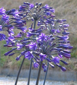 AGAPANTHUS (AFRICAN LILY) HYBRID  ‘BACK IN BLACK‘ (25 P.BAG)