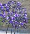 AGAPANTHUS AFRICAN LILY HYBRID BACK IN BLACK 25 P.BAG