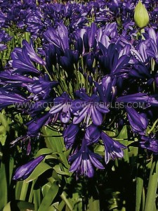 AGAPANTHUS (AFRICAN LILY) HYBRID ‘BLUE VELVET‘ (25 P.BAG)