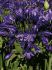 AGAPANTHUS AFRICAN LILY HYBRID BLUE VELVET 25 P.BAG