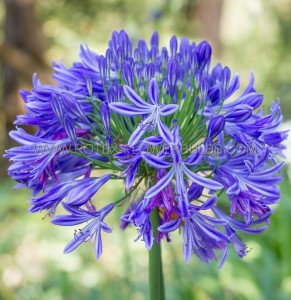 AGAPANTHUS (AFRICAN LILY) HYBRID ‘HEADBOURNE HYBRIDS‘ (25 P.BAG)