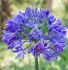 AGAPANTHUS AFRICAN LILY HYBRID HEADBOURNE HYBRIDS 25 P.BAG