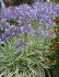 AGAPANTHUS AFRICAN LILY HYBRID SILVER MOON 25 P.BAG