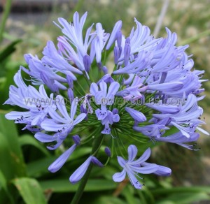 AGAPANTHUS (AFRICAN LILY) HYBRID ‘SWEDISH BLUE‘ (25 P.BAG)