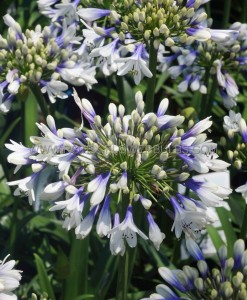 AGAPANTHUS (AFRICAN LILY) HYBRID ‘TWISTER‘ (25 P.BAG)