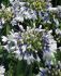 AGAPANTHUS AFRICAN LILY HYBRID TWISTER 25 P.BAG