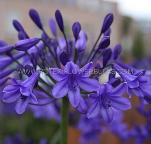 AGAPANTHUS (AFRICAN LILY) SPP. ‘PETER PAN‘ (25 P.BAG)