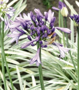 AGAPANTHUS (AFRICAN LILY) HYBRID ‘SILVER MOON‘ (25 P.BAG)