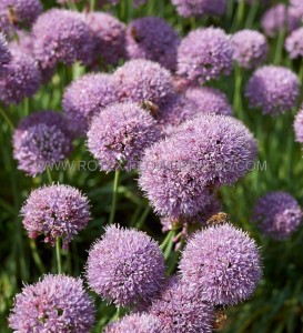 ALLIUM (ORNAMENTAL ONION) HYBRID ‘SUGAR MELT‘ I (25 P.BAG)