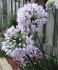 ALLIUM ORNAMENTAL ONION HYBRID SUMMER BEAUTY I 25 P.BAG