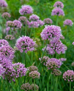 ALLIUM (ORNAMENTAL ONION) SENESCENS ‘LISA BLUE‘ I (25 P.BAG)