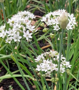 ALLIUM (ORNAMENTAL ONION) TUBEROSUM ‘CLIFFS OF DOVER‘ I (25 P.BAG)