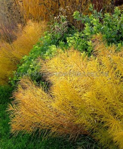 AMSONIA (BLUE STAR) HUBRICHTII I (25 P.BAG)