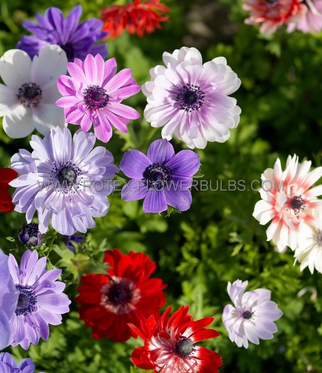 ANEMONE (POPPY ANEMONE) CORONARIA ‘DE CAEN MIX‘ 6/7 CM. (50 P.BAG)