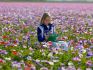 ANEMONE POPPY ANEMONE CORONARIA DE CAEN MIX 67 CM. 50 P.BAG