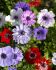 ANEMONE POPPY ANEMONE CORONARIA DE CAEN MIX 67 CM. 50 P.BAG