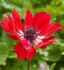 ANEMONE POPPY ANEMONE CORONARIA HOLLANDIA 67 CM. 50 P.BAG