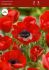 ANEMONE POPPY ANEMONE CORONARIA HOLLANDIA 67 CM. 50 P.BAG