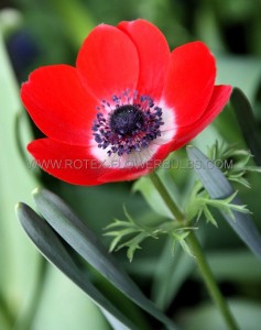 ANEMONE (POPPY ANEMONE) CORONARIA ‘HOLLANDIA‘ 6/7 CM. (50 P.BAG)