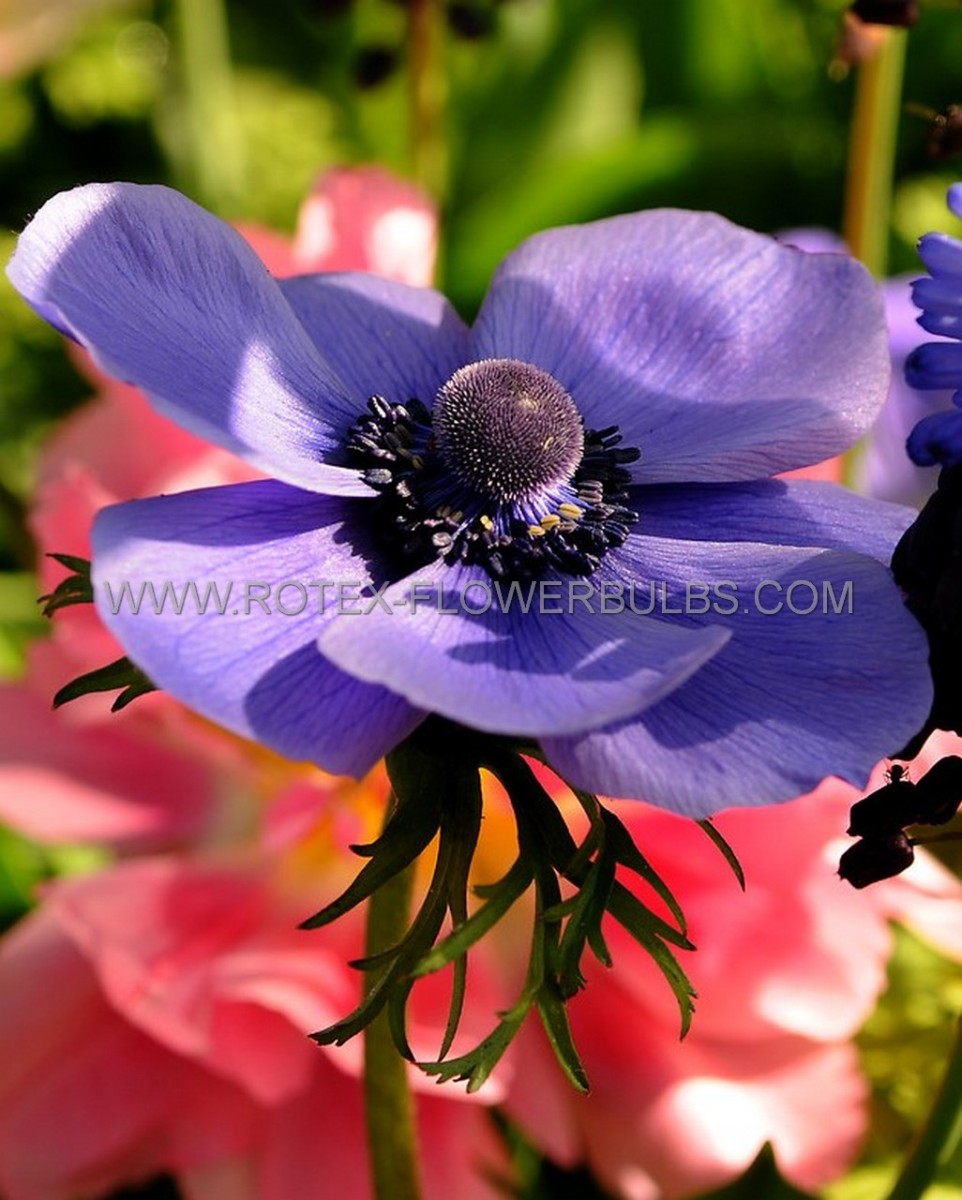 ANEMONE (POPPY ANEMONE) CORONARIA ‘MR. FOKKER‘ 6/7 CM. (50 P.BAG)