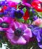 ANEMONE POPPY ANEMONE CORONARIA ST. BRIGID MIX 67 CM. 50 P.BAG