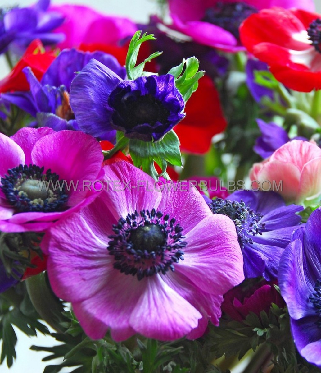 ANEMONE (POPPY ANEMONE) CORONARIA ‘ST. BRIGID MIX‘ 6/7 CM. (50 P.BAG)