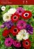 ANEMONE POPPY ANEMONE CORONARIA ST. BRIGID MIX 67 CM. 50 P.BAG