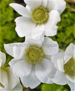 ANEMONE (POPPY ANEMONE) CORONARIA ‘THE BRIDE‘ 6/7 CM. (50 P.BAG)